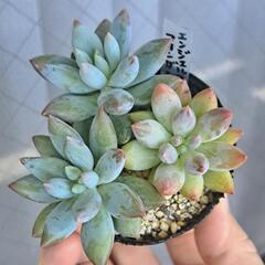 多肉植物　エンジェルスフィンガーの画像