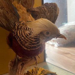 山鳥　置物の画像