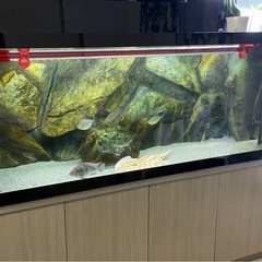 水槽セット15000x600x600 引き取りのみの画像