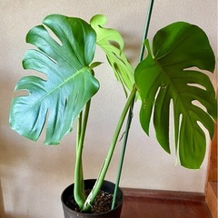 モンステラ　鉢植え　観葉植物 の画像