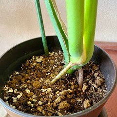 モンステラ　鉢植え　観葉植物 の画像