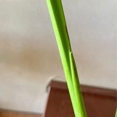 モンステラ　鉢植え　観葉植物 の画像