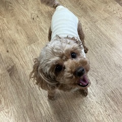里親募集中☆プードル♀あっこちゃん
