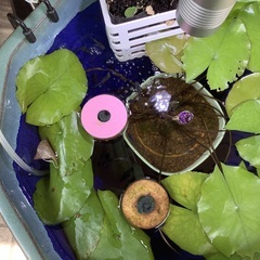 メダカ　チェリーシュリンプ　 の画像