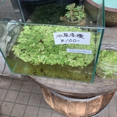 メダカ　チェリーシュリンプ　 の画像
