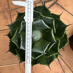 巨大アガベ　雷神の画像