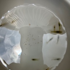 ミナミヌマエビ10匹の画像