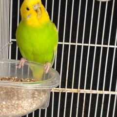 セキセイインコ︎︎ ♀1歳