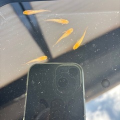 イカヅチ メダカの画像