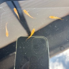 イカヅチ メダカの画像