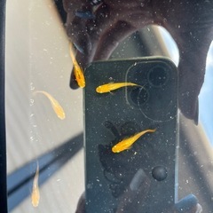 イカヅチ メダカの画像