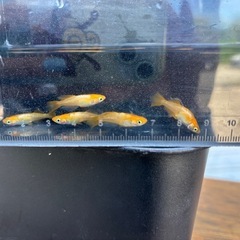 イカヅチ メダカの画像