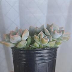 多肉植物　ハクボタンの画像