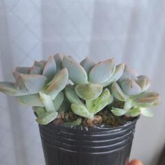 多肉植物　ハクボタンの画像