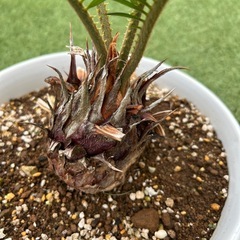 蘇轍ソテツ　鉢付き　観葉植物の画像