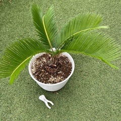 蘇轍ソテツ　鉢付き　観葉植物の画像