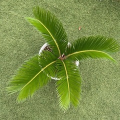 蘇轍ソテツ　鉢付き　観葉植物の画像