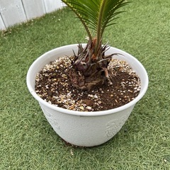 蘇轍ソテツ　鉢付き　観葉植物の画像