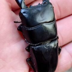 ダイオウヒラタクワガタ ペア販売④ 2025