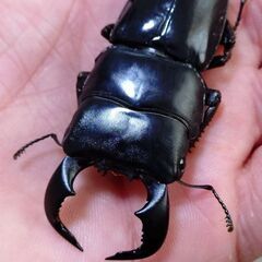 ダイオウヒラタクワガタ ペア販売④ 2025の画像
