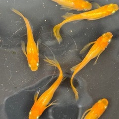 メダカ各種2ペア¥700の画像
