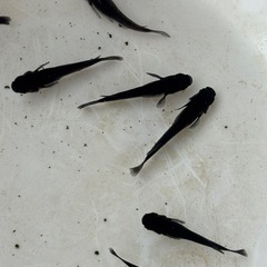 メダカ各種2ペア¥700の画像