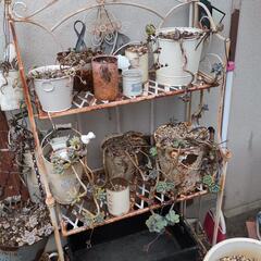 多肉植物、植木、植木鉢などの画像