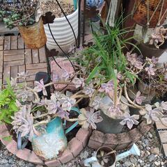 多肉植物、植木、植木鉢などの画像