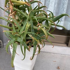 アロエの画像