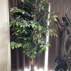 フィカス フェイクグリーン 人工観葉植物の画像