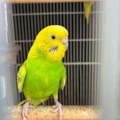 セキセイインコ︎︎ ♀ 3歳