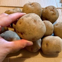 国産じゃがいも　10個 の画像