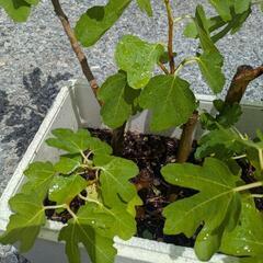 無花果（いちじく）苗の画像