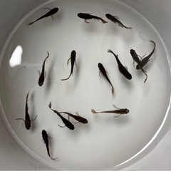 【メダカ】いろいろの画像