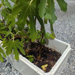 無花果（いちじく）苗の画像
