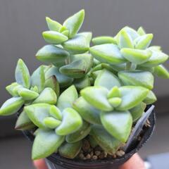 多肉植物　ルペストリスの画像
