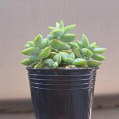 多肉植物　ルペストリスの画像