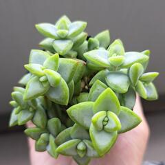 多肉植物　ルペストリスの画像