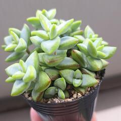 多肉植物　ルペストリスの画像