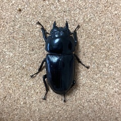 オオクワガタ♀能勢YG血統　51mmの画像