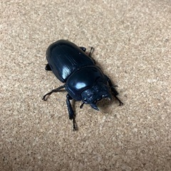 オオクワガタ♀能勢YG血統　51mmの画像