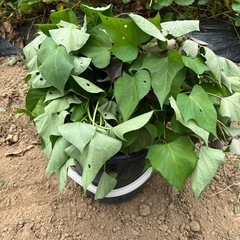 いも苗　差し上げます。　の画像