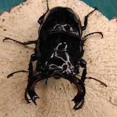 タランドゥスオオツヤクワガタ ペア  ♂65.5mm  ♀49.7mmの画像