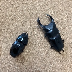 オオクワガタペア能勢YG血統④ ♂70mm♀43mmの画像