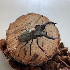 天然ミヤマクワガタ 68mm！ ペアの画像