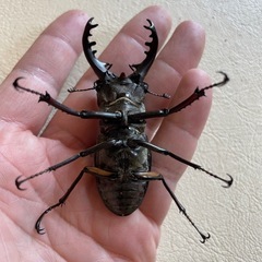 天然ミヤマクワガタ 68mm！ ペアの画像