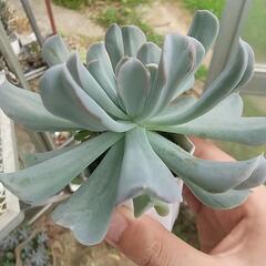 多肉植物 トップシータビー🌺の画像