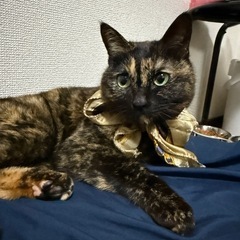 甘えん坊で元気なサビ猫ちゃん/女の子/7歳
