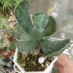 多肉植物 天錦章🌿の画像