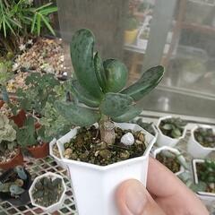 多肉植物 天錦章🌿の画像